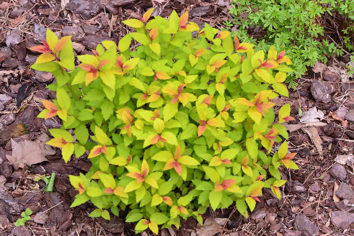A horizontal image of a small Magic Carpet spirea with new growth in spring.