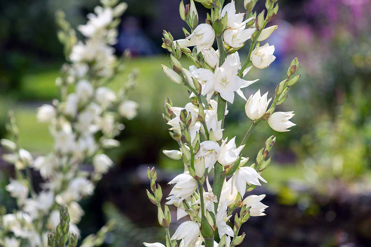 A horizontal close-up of Yucca filamentosa flowers in bloom in an outdoor garden.