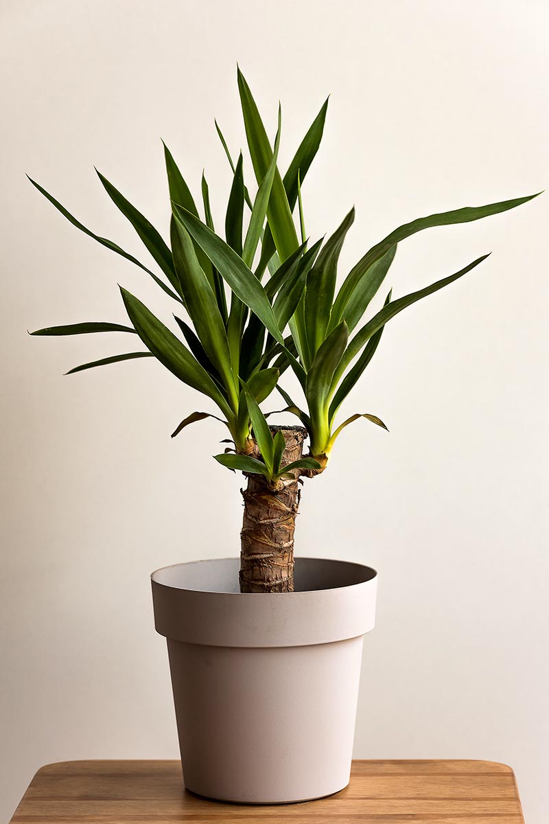 A vertical close-up of a Yucca transplant in a white pot in front of a white background indoors.