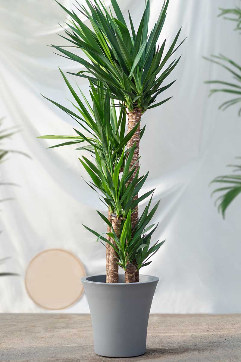 A vertical shot of green-leafed yucca growing in from a gray pot in front of a white background.