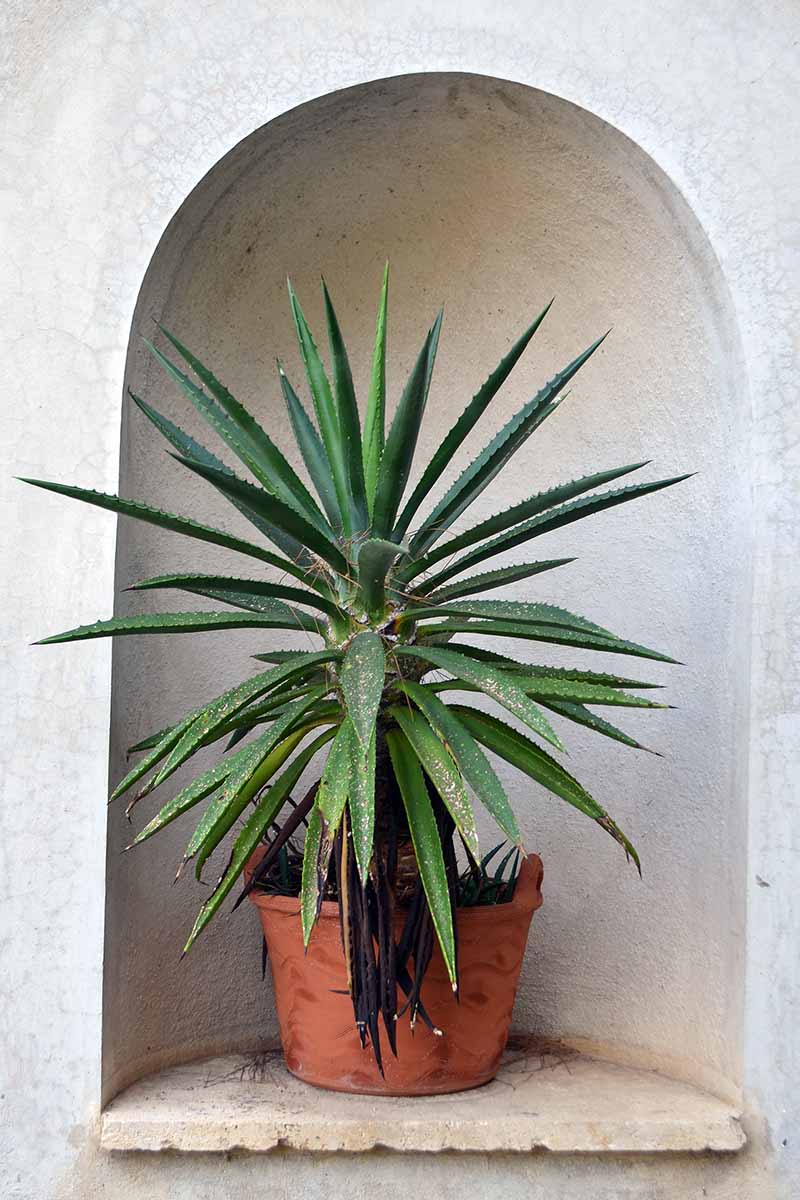 A vertical shot of a green yucca succulent growing from a brown pot placed in a beautiful white alcove.