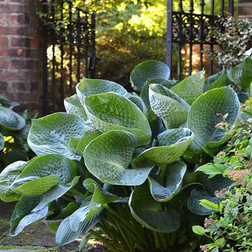 A square image of a large 'Abiqua Drinking Gourd' hosta growing in a shady garden.
