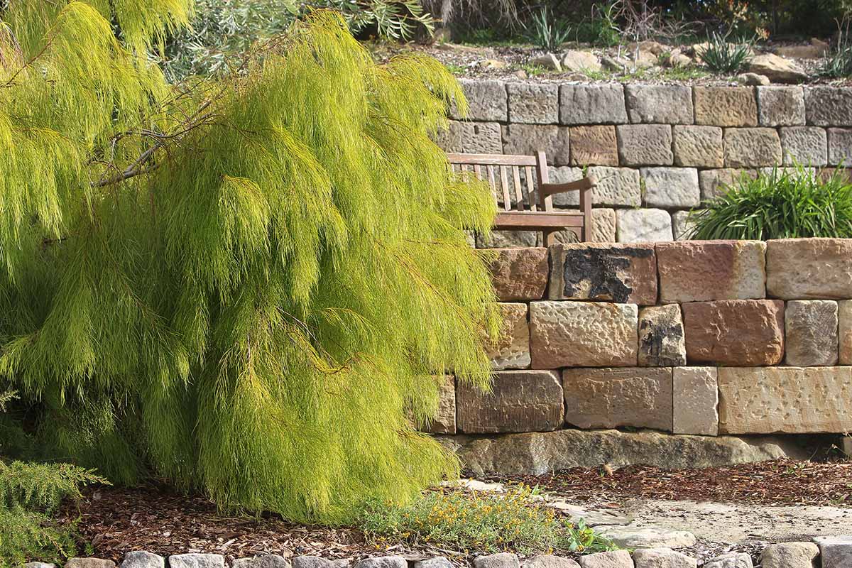 A horizontal image of a large narrowleaf wattle plant growing in the garden with a stone wall and a bench to the right of the frame.