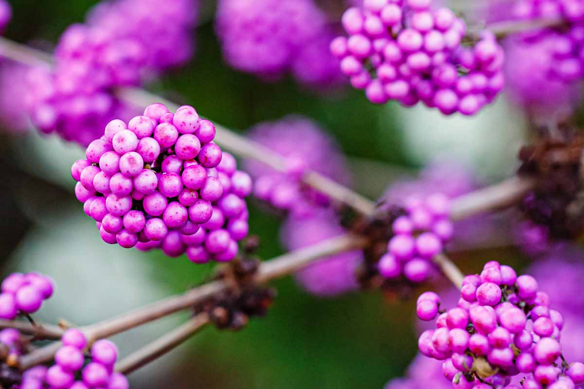 A horizontal close-up of an American beautyberry branch with clusters of bright purple berries.