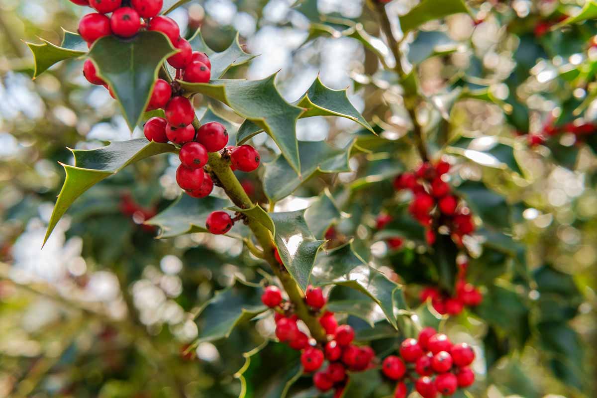 A horizontal image of the berries on an American holly plant pictured on a soft focus background.