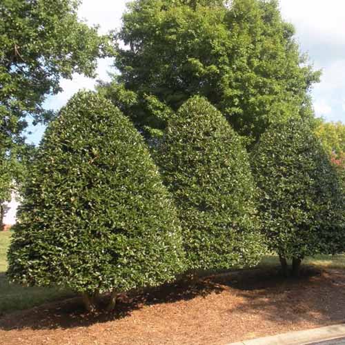 A square image of three Ilex plants growing in a garden border, neatly pruned into a pyramidal shape.