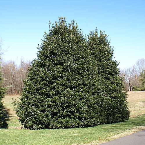 A square photo of two large American holly shrubs planted along the side of a driveway.