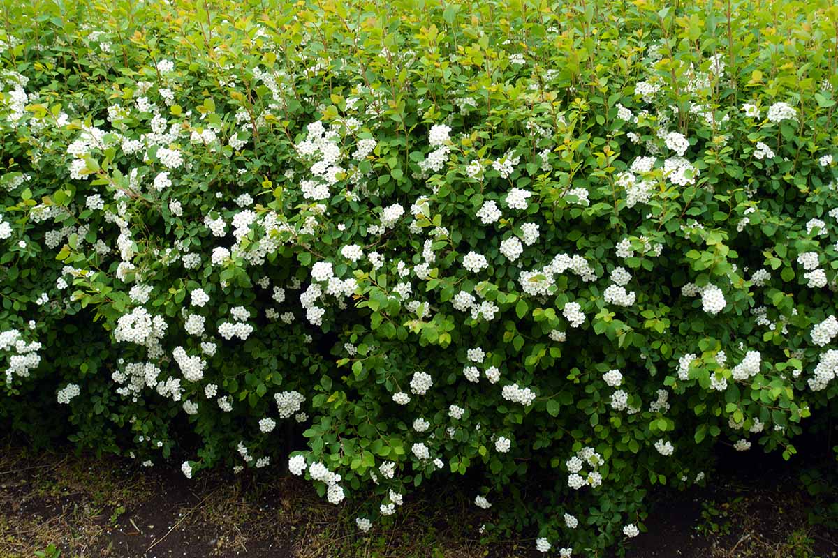 A horizontal photo of a spirea shrub with small white flowers filling the entire frame.