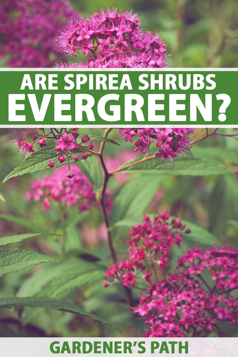 A vertical photo of a spirea shrub with green leafy foliage and bright pink flowers. Green and white text span the center and along the bottom of the photo.