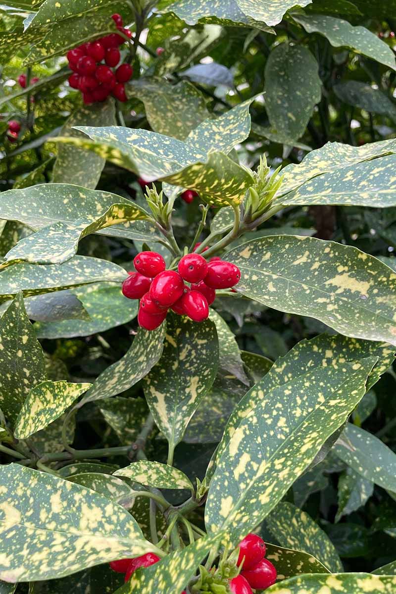 A close up vertical image of the variegated foliage and red berries of Aucuba japonica growing in the garden.