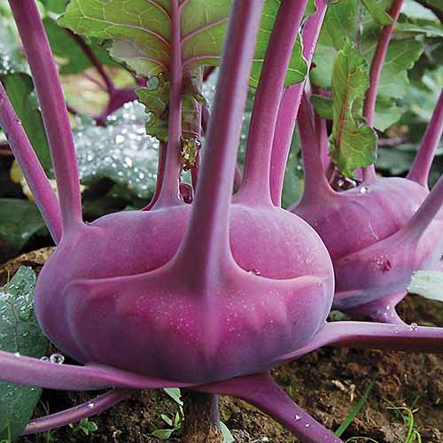 A square image of the purple bulbs of 'Azur Star' kohlrabi growing in the garden.