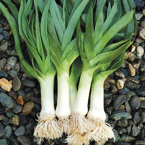 A close up square image of 'Bandit' leeks harvested and cleaned set on pebbles.