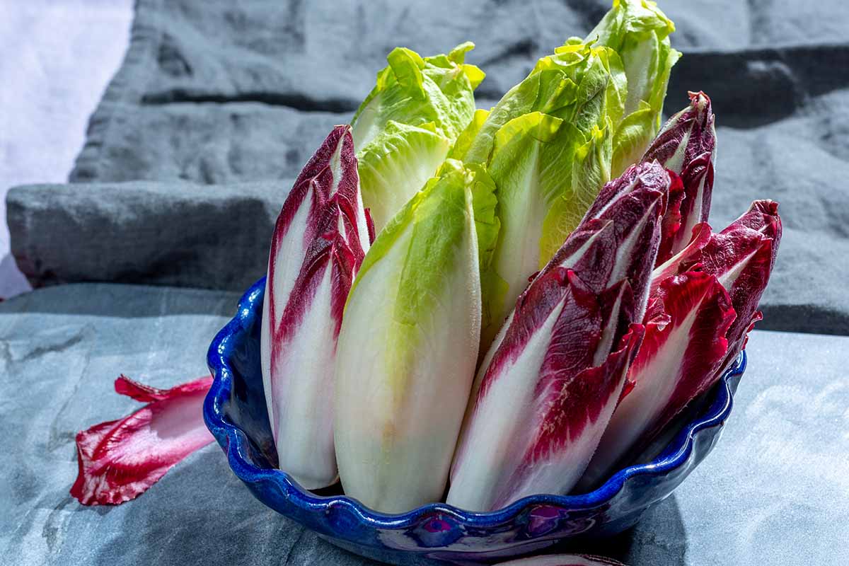 A close up of a blue ceramic bowl filled with fresh Belgian endive.