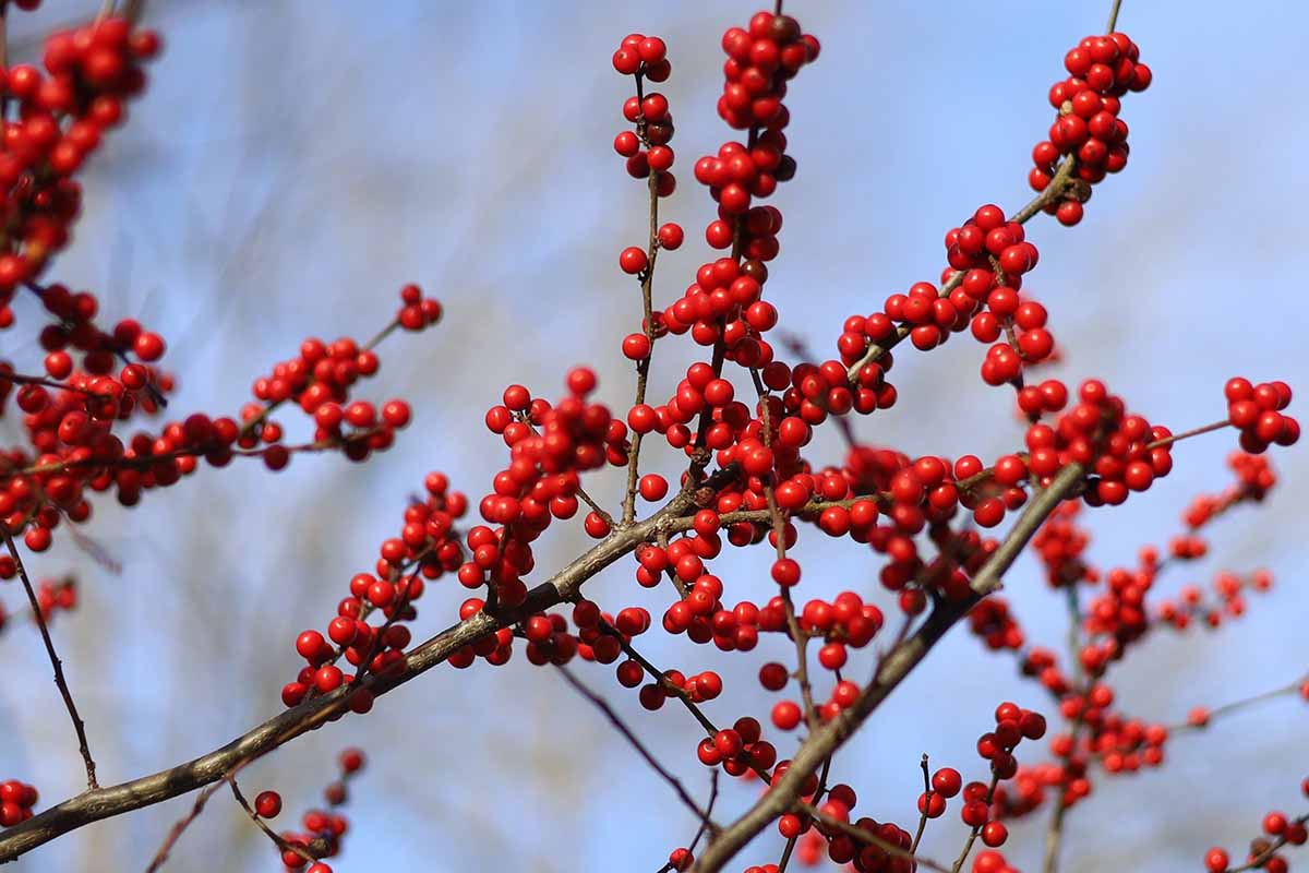A close up horizontal image of the bright red berries gracing the deciduous branches of Ilex decidua pictured on a soft focus background.