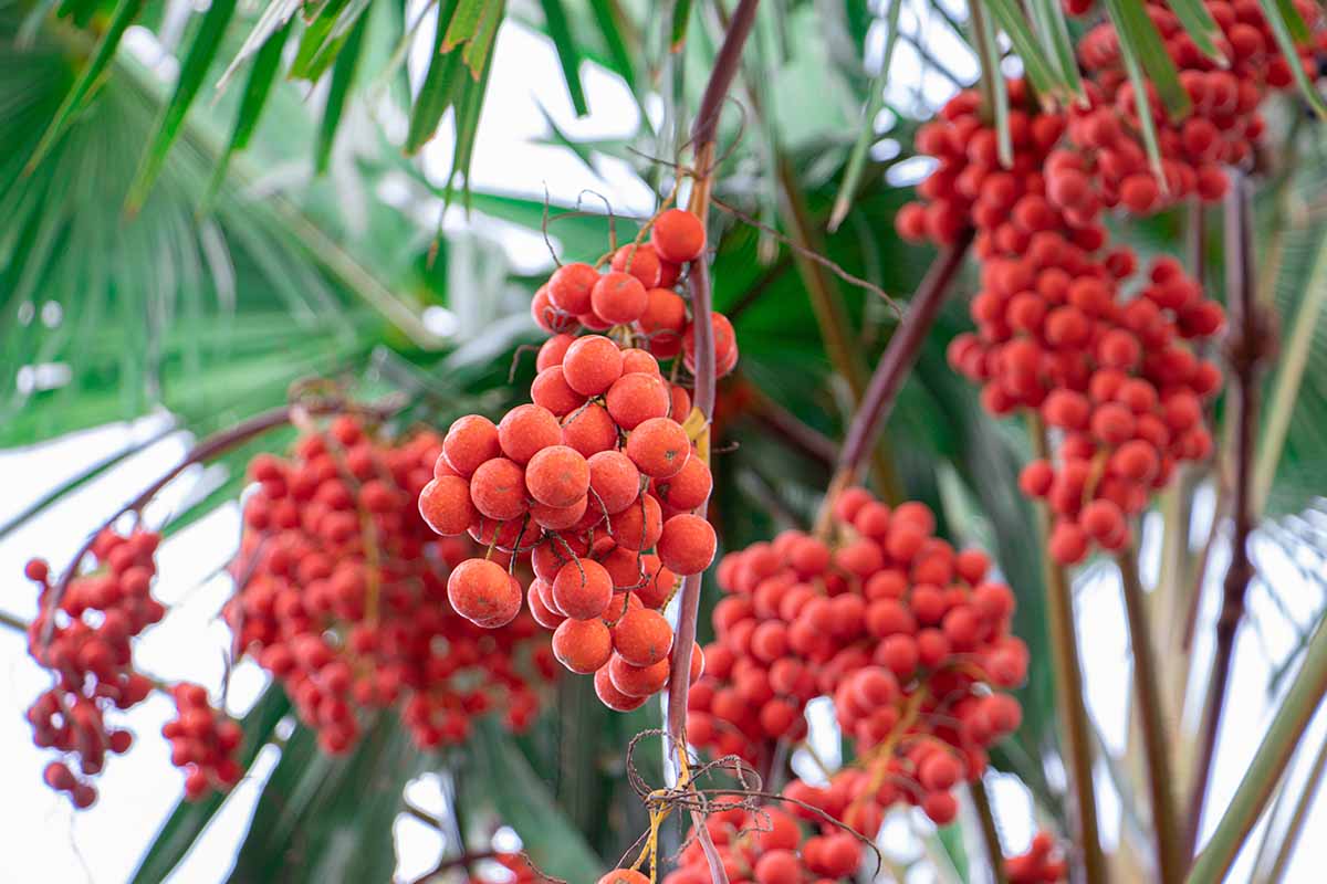 A close up horizontal image of clusters of bright red fruits of Licuala grandis.