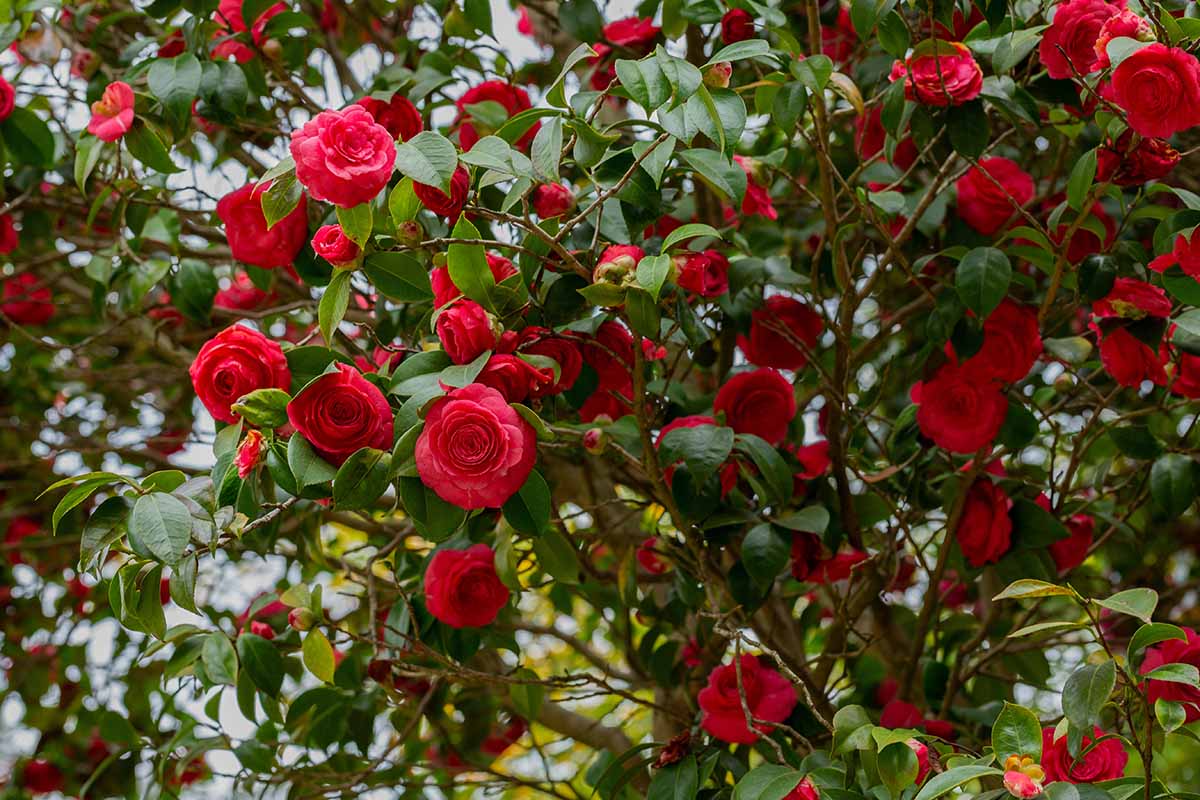 A close up horizontal image of bright red double camellia flowers growing in the garden.