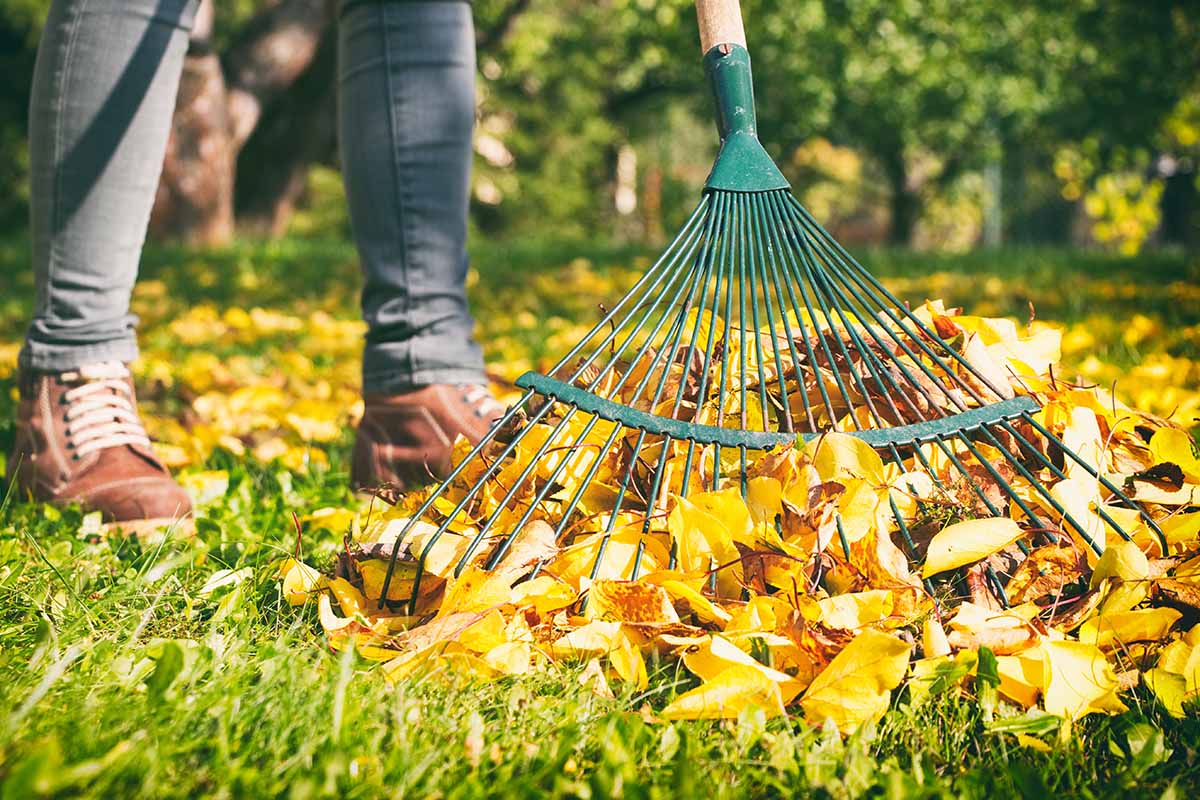 A close up horizontal image of a person wearing gray pants and brown shoes raking leaves from the lawn with a green metal tool, pictured in light sunshine on a soft focus background.