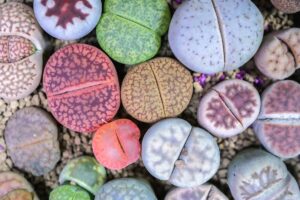 A close up horizontal image of a number of different colorful living stone plants surrounded by small rocks.