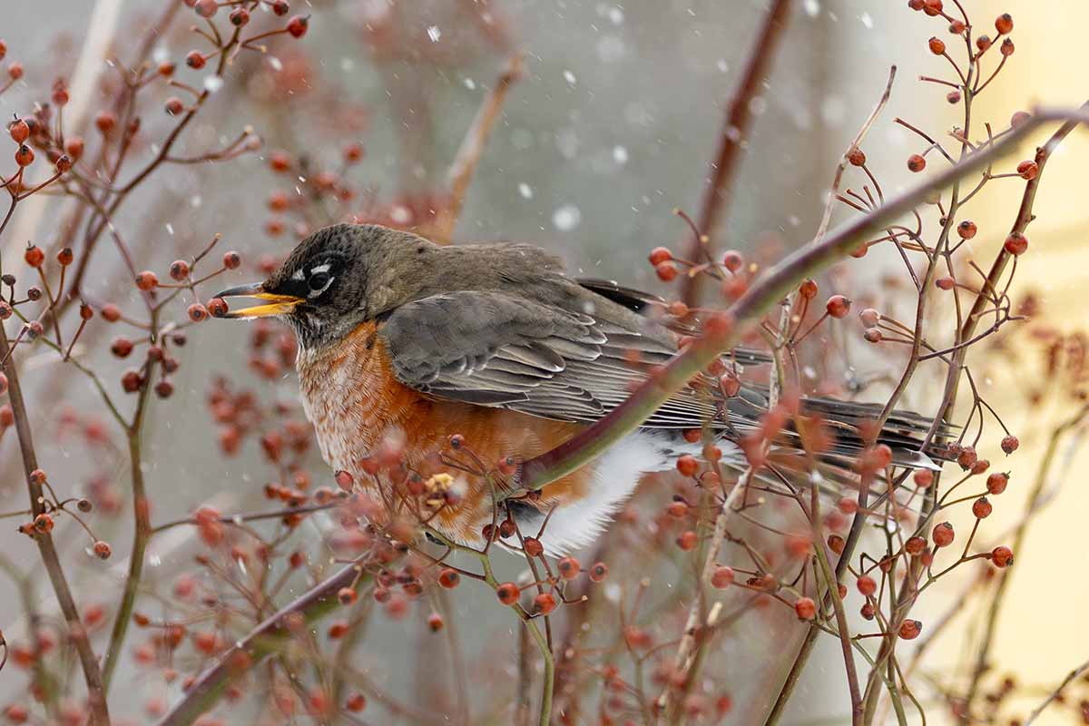 A horizontal photo with a large red American robin perched on a tree branch in the center of the frame. Snow is falling on the tree which is covered with red berries on its branches.