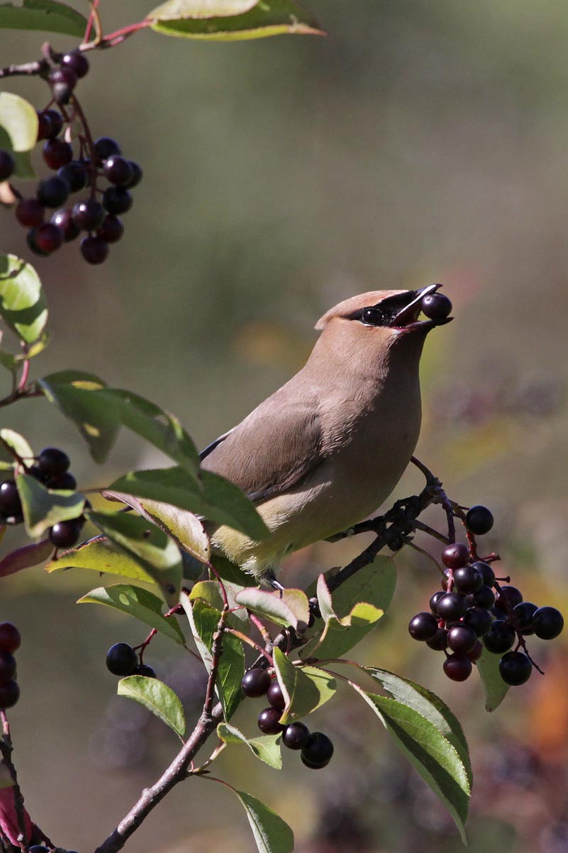 A close up vertical image of a cedar waxwing eating nannyberry pictured on a soft focus background.
