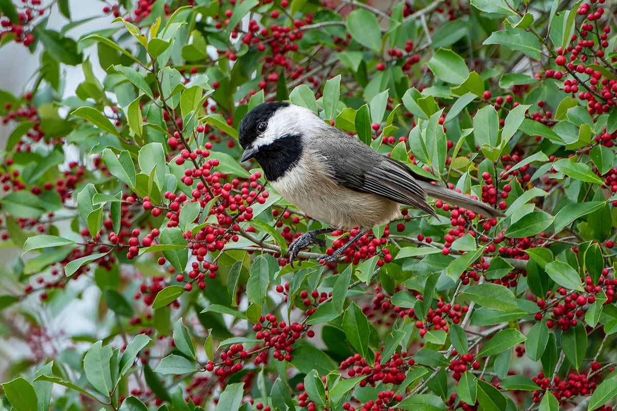 A horizontal shot of a Carolina chickadee perched in an American holly tree which has clusters of bright red fruits throughout.
