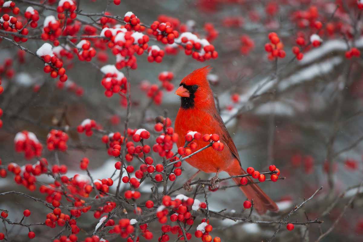 A horizontal photo of a male cardinal bird on the branch of a winterberry bush. The branches are filled with red berries and frame the entire shot.