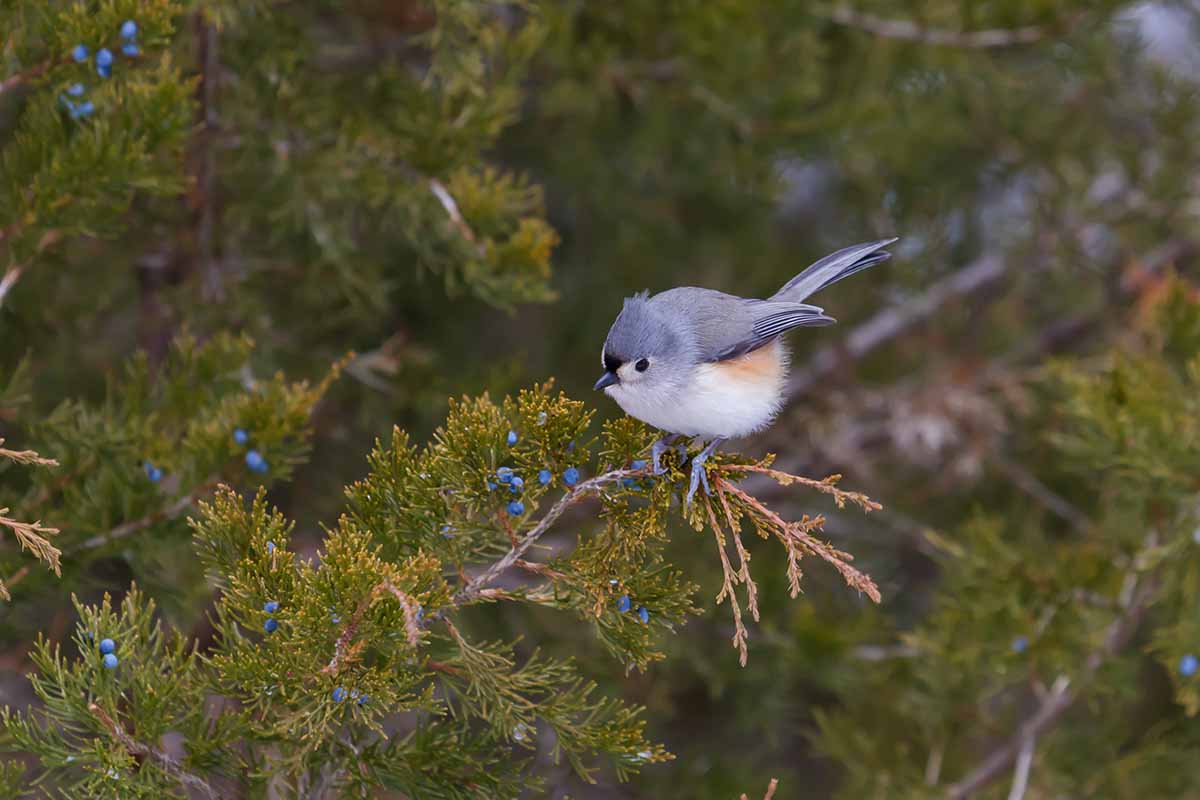 A horizontal shot of a tufted titmouse bird looking at the blue berries at the end of the branch of an eastern red cedar tree.
