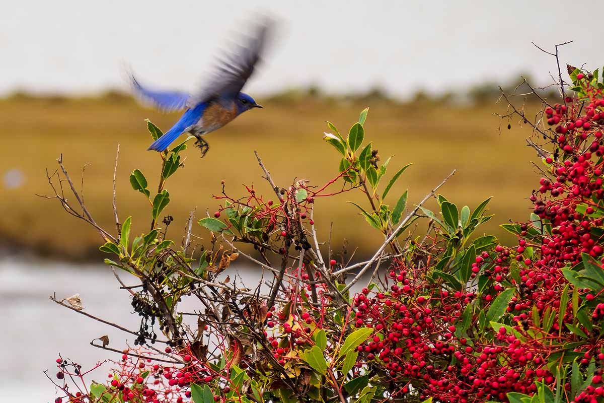 A horizontal shot of a bright blue bird landing on a red toyon berry bush. A fallow field is out of focus in the background.