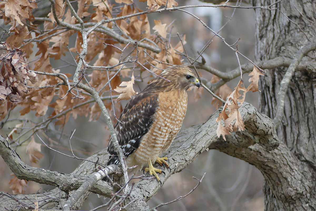 A close up horizontal image of a red-tailed hawk on a branch.