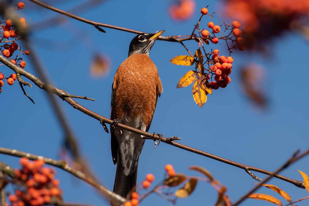 A horizontal shot of an American robin perched in a mountain ash tree loaded with orange berries with a clear blue autumn sky in the background.