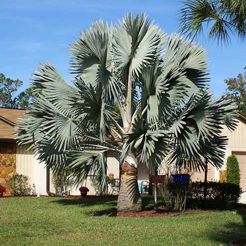 A square image of a large Bismark palm growing in the garden outside a residence.
