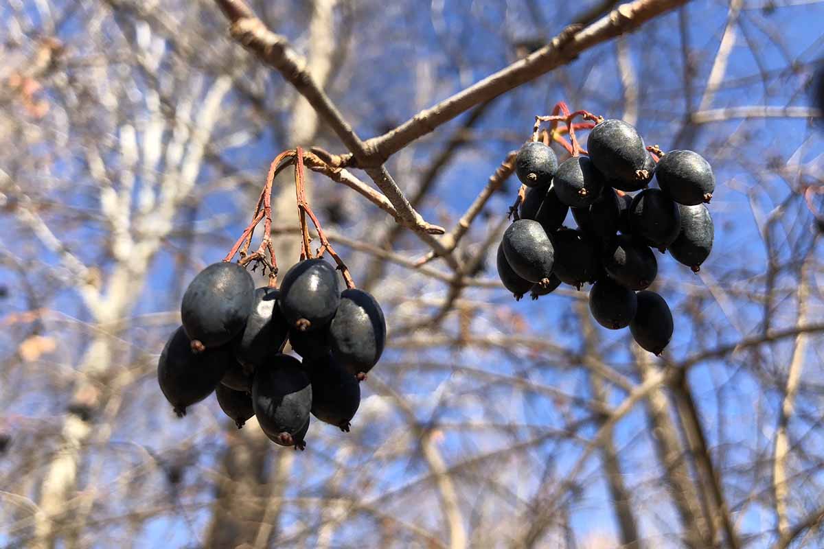 A horizontal close-up of dark blackhaw viburnum berries. Bare trees are out of focus in the background.