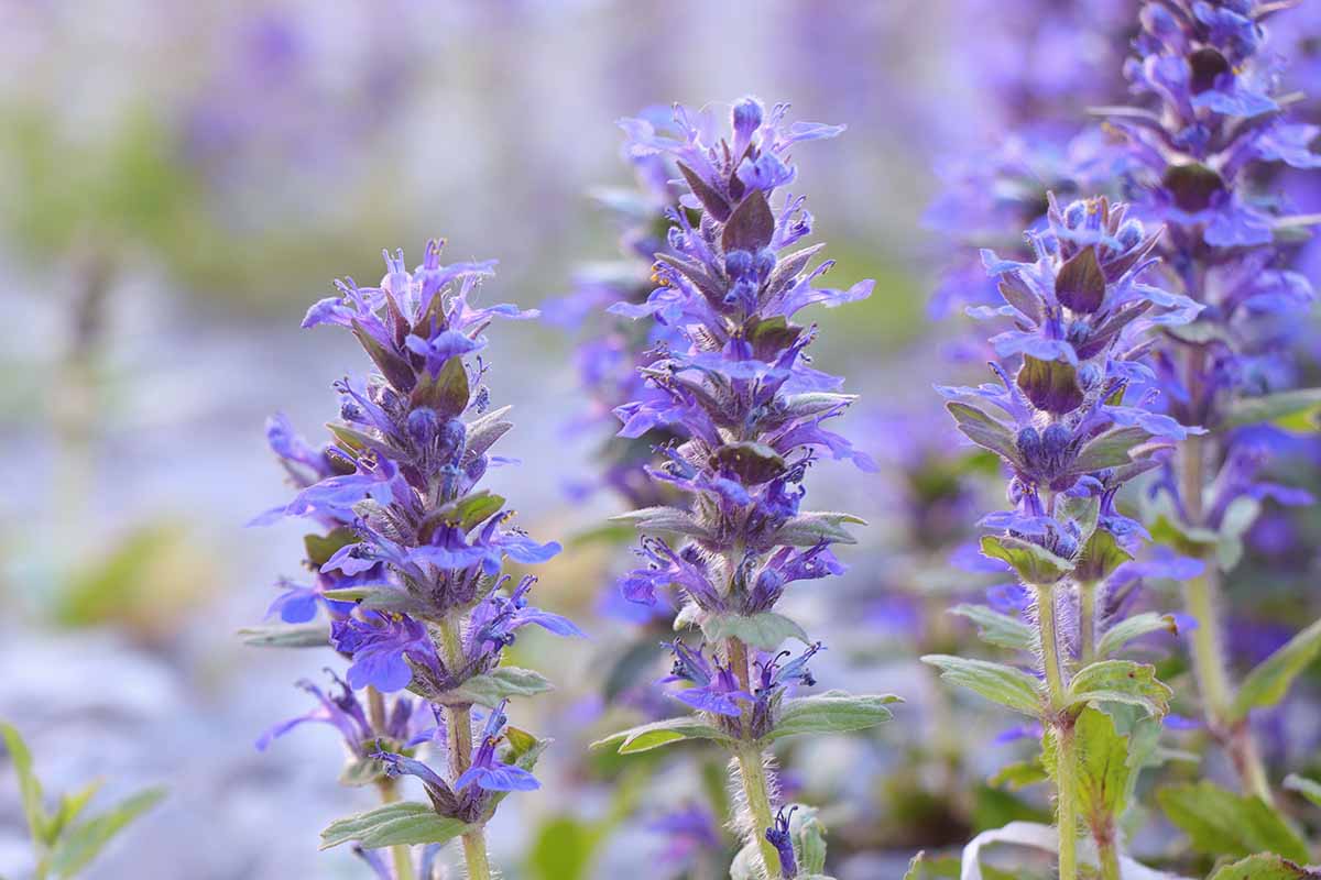 A close up horizontal image of blue bugleweed flowers pictured on a soft focus background.