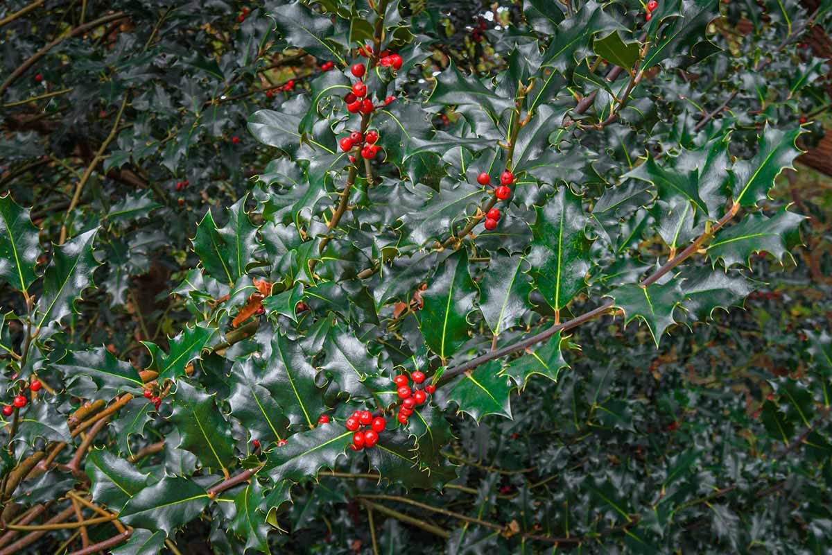 A close up horizontal image of the spiky foliage and red drupes of Ilex x meserveae 'Blue Princess' growing in the garden.