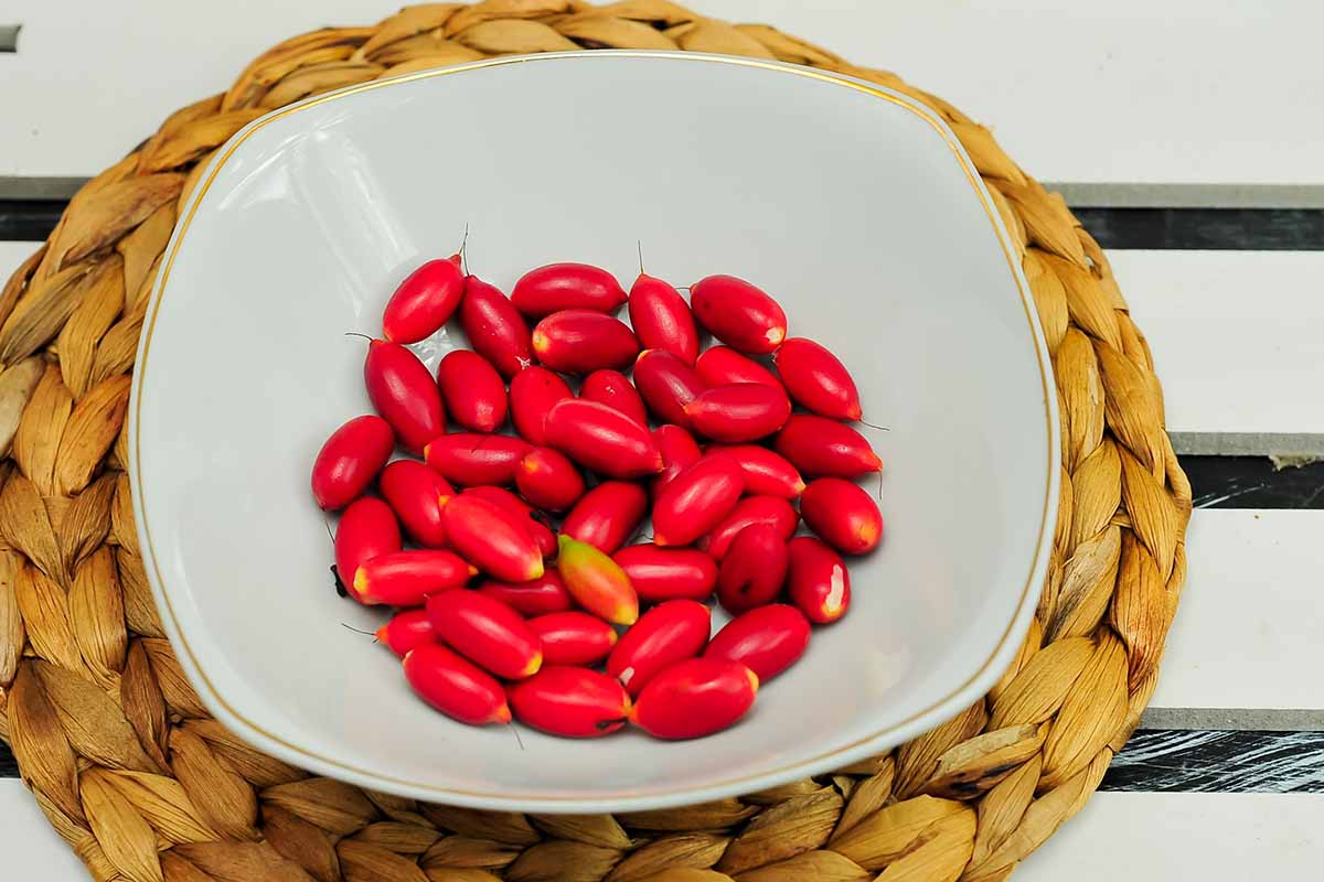 A close up horizontal image of a white bowl filled with red berries set on a woven table mat.
