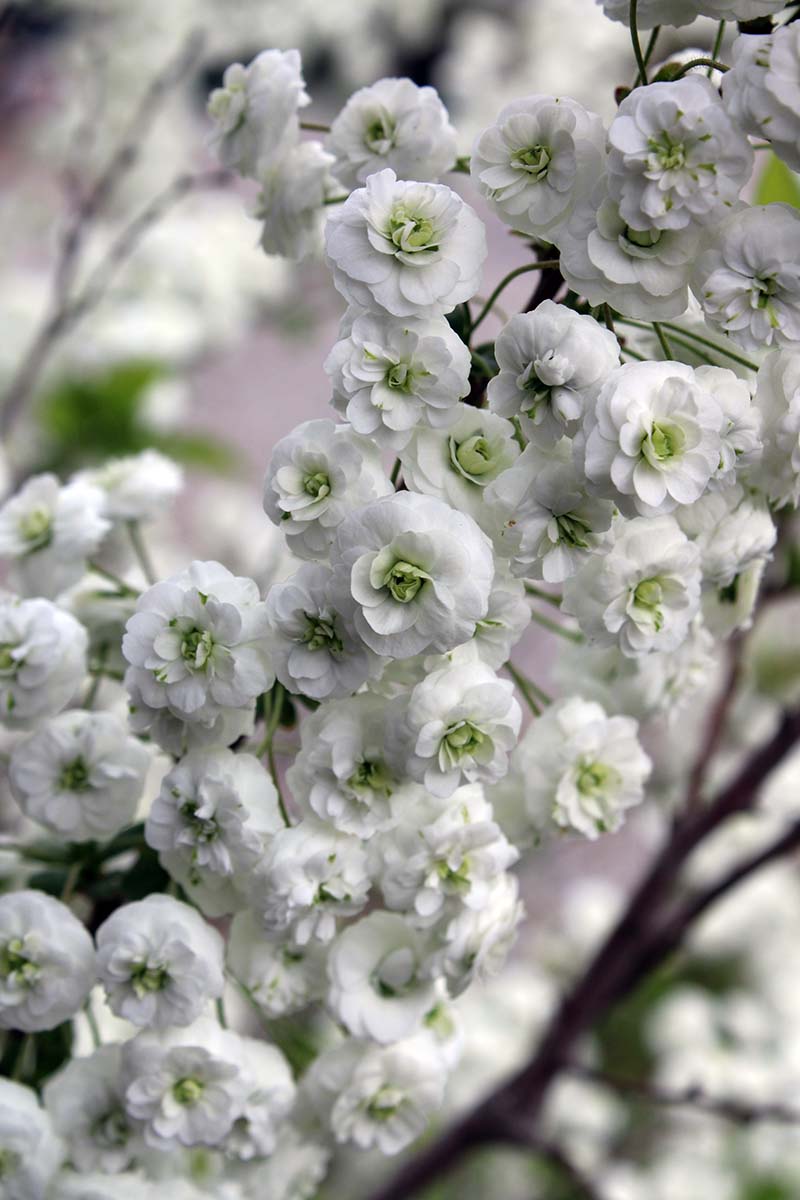 A close up vertical image of the white flowers of bridalwreath spirea pictured on a soft focus background.