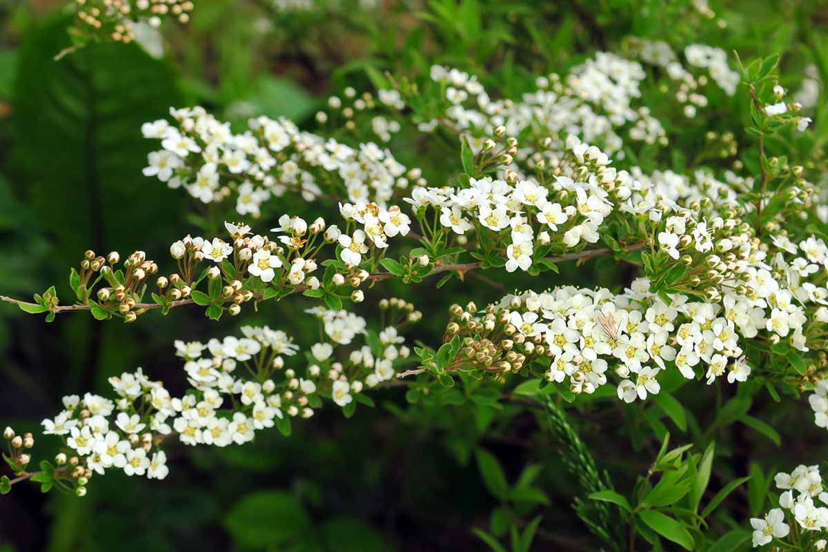 A close up horizontal image of the white flowers of bridalwreath spirea growing in the garden.