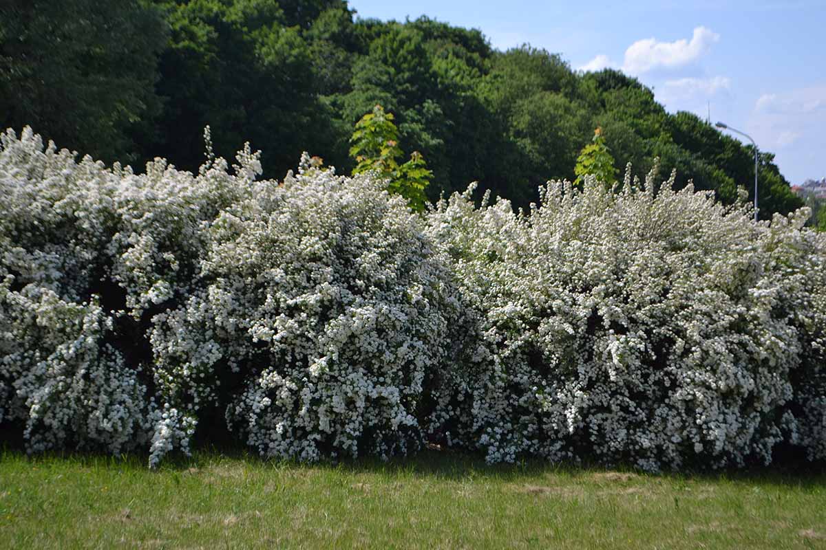 A horizontal image of a large bridalwreath (Vanhoutte) spirea hedge growing in the garden in full bloom.