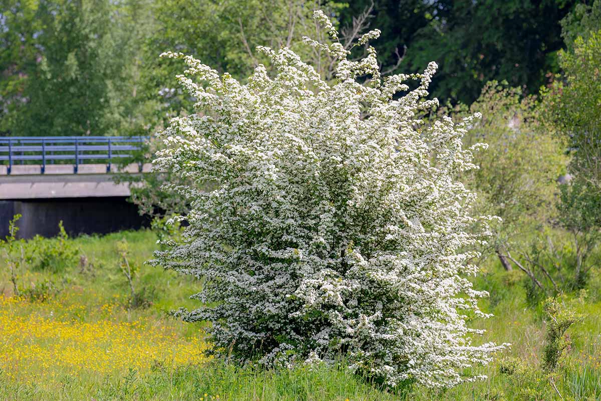 A horizontal image of a large bridalwreath spirea shrub growing in the garden in full bloom.