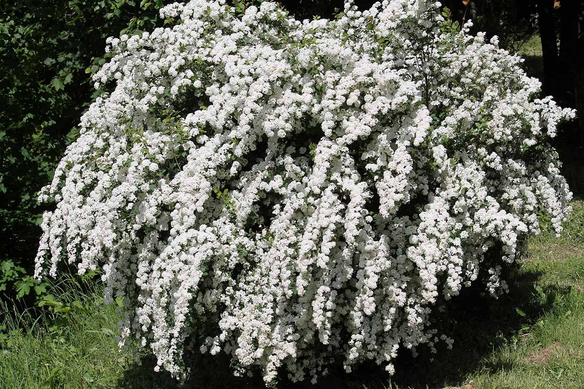 A close up horizontal image of a bridalwreath spirea shrub in full bloom pictured in bright sunshine.