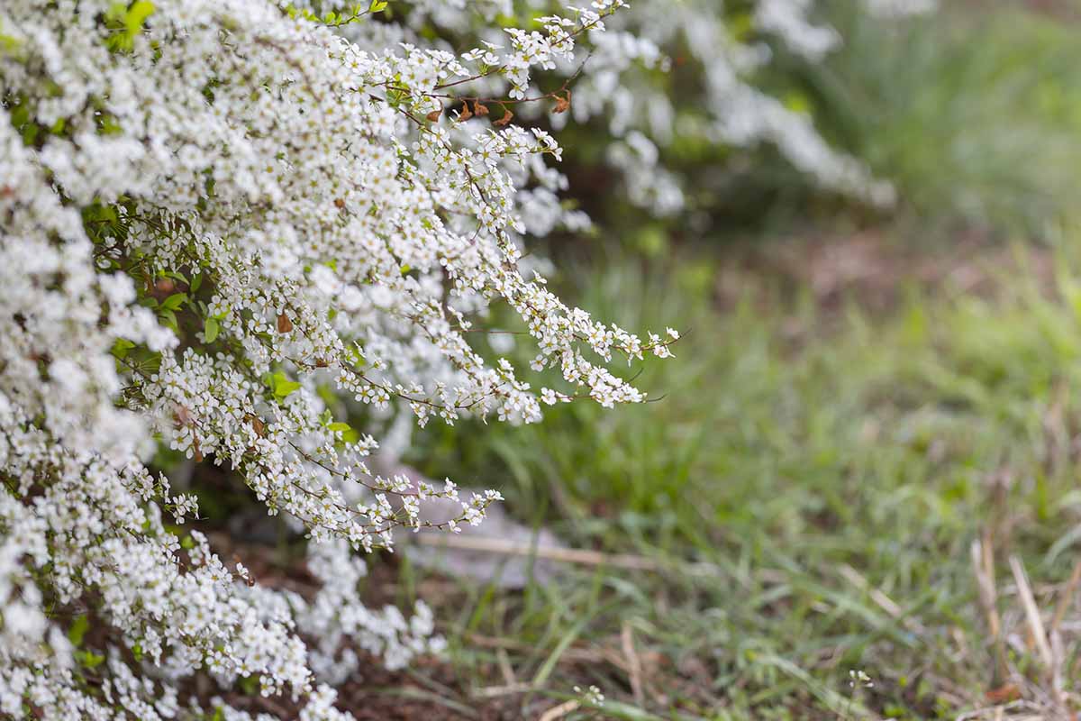 A close up horizontal image of a bridalwreath spirea shrub in the rain.