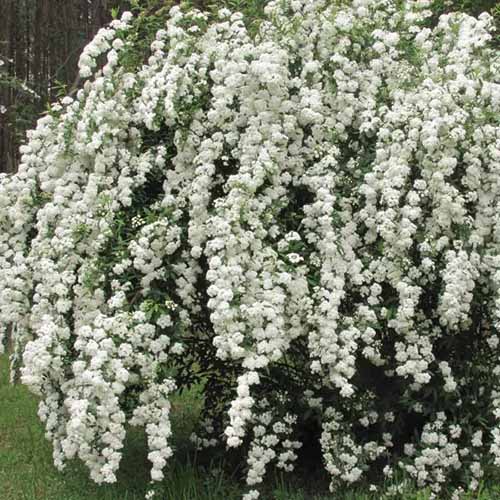 A close up square image of a large bridalwreath spirea festooned with white flowers in spring.