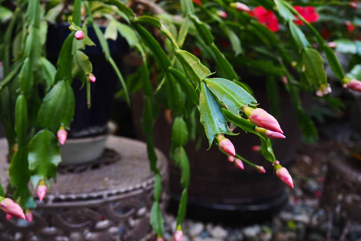 A horizontal image of the pink flower buds at a terminal end of a Christmas cactus plant growing outdoors.