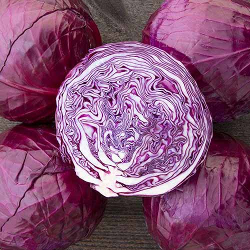 A square image of 'Buscaro' cabbages with one cut in half, set on a wooden surface.