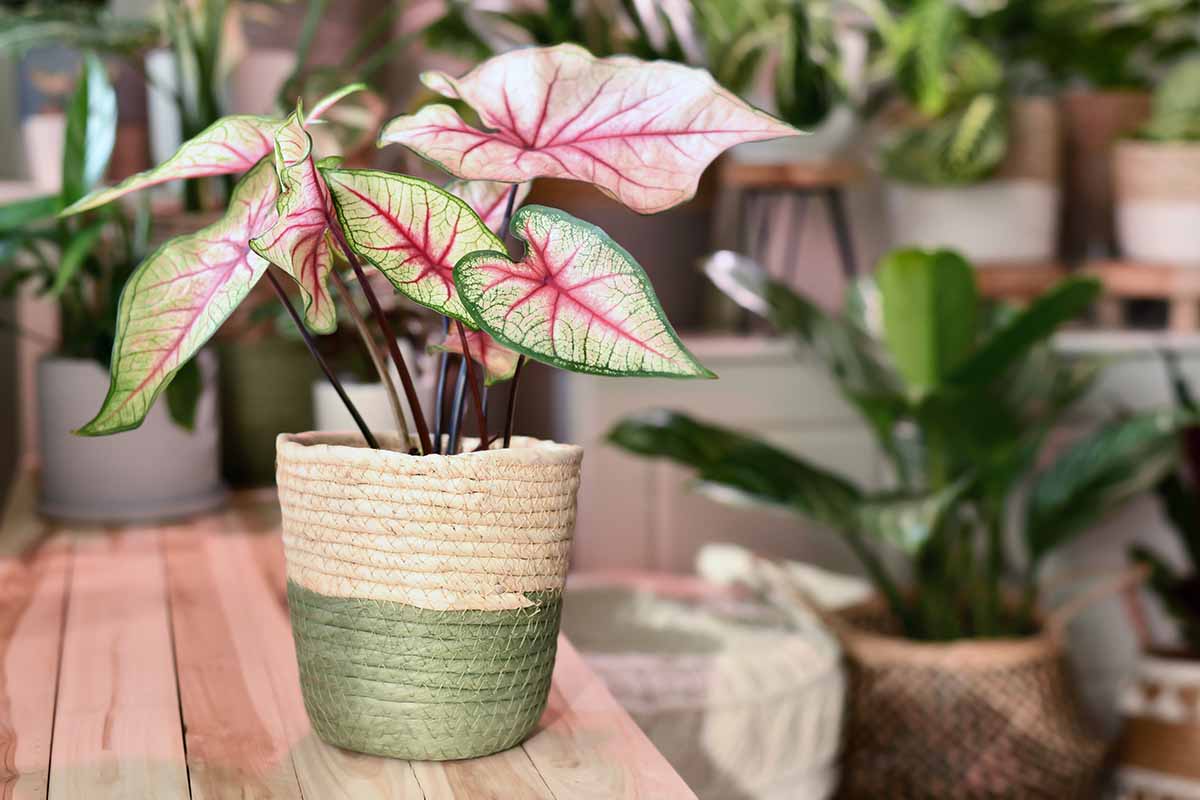 A close up horizontal image of a small caladium growing in a pot set on a wooden table indoors.