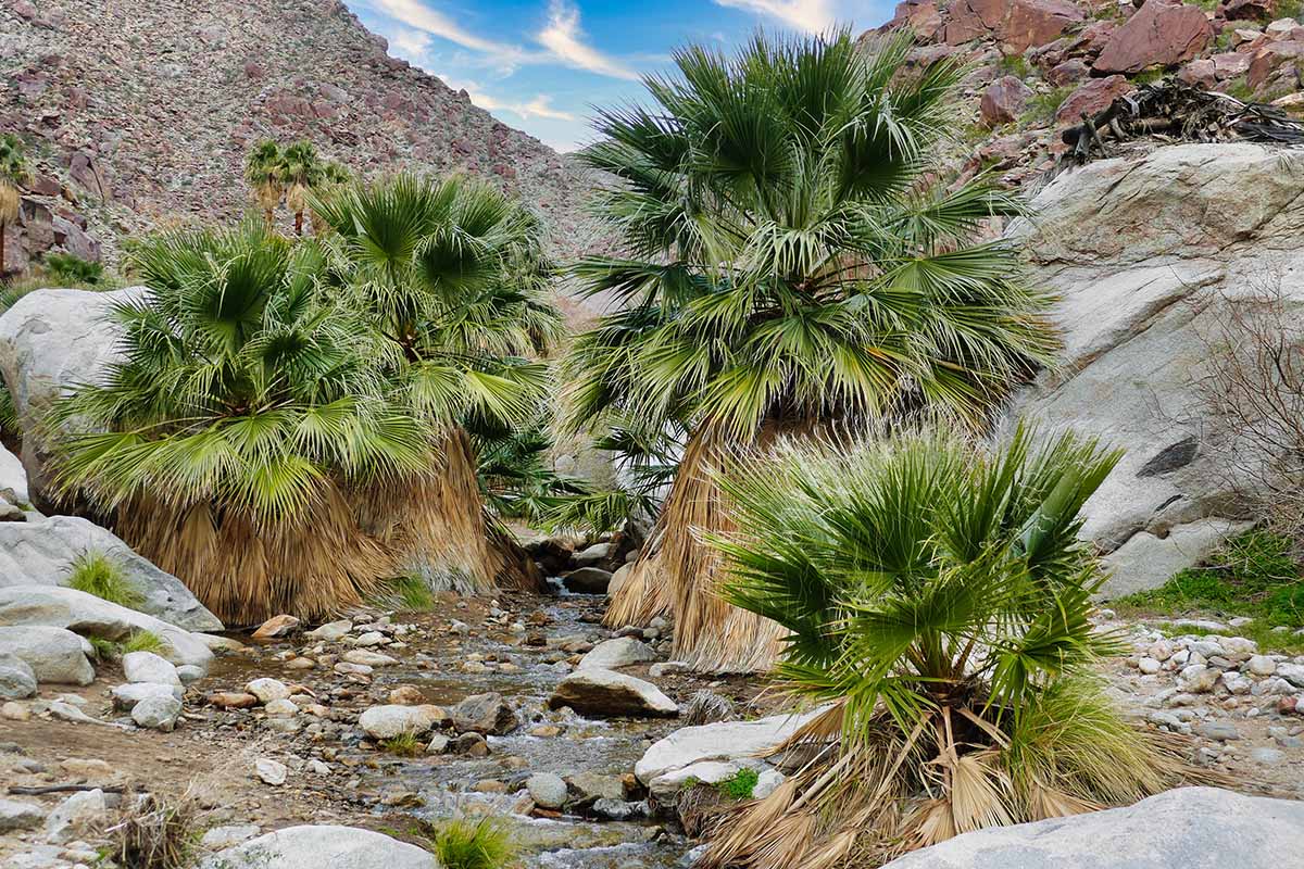 A horizontal image of a group of California fan palms growing in a rocky spot in a desert canyon.