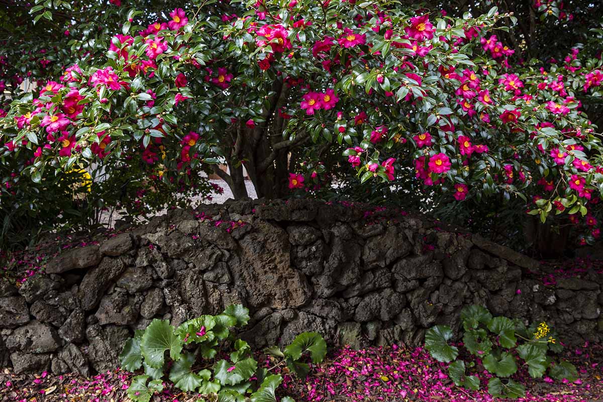 A horizontal image of a large camellia shrub with pink flowers growing behind a stone wall.
