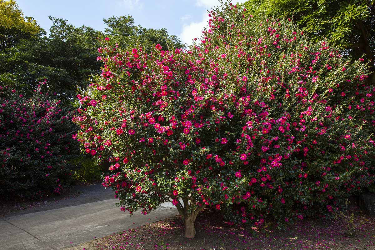 A horizontal image of a pink camellia shrub in full bloom by the side of a pathway.