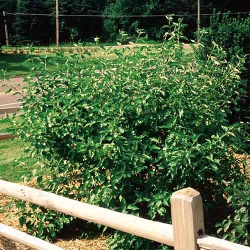 A square shot of a cardinal red osier dogwood shrub aligned with a split rail fence in the foreground of the photo.