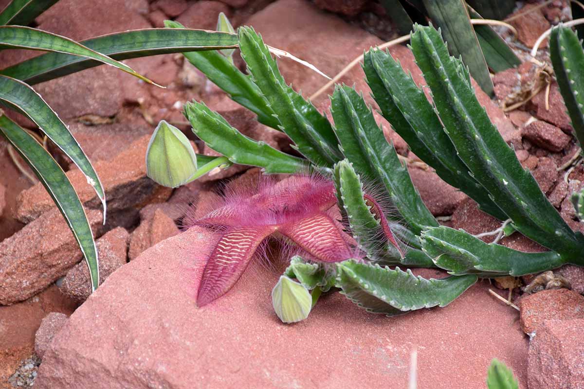 A close up horizontal image of a starfish flower cactus (Stapelia grandiflora) growing in a rock garden with a single purple bloom.